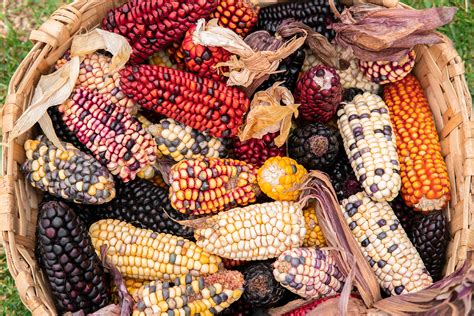 Shawnee Indians Eat Leaders Push To Uncover Truth About Shawnee Indian