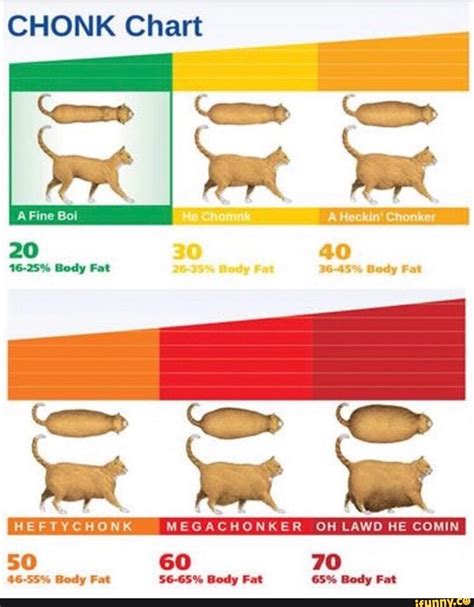 CHONK Chart - iFunny | Cute cat memes, Crazy funny pictures, Funny animals
