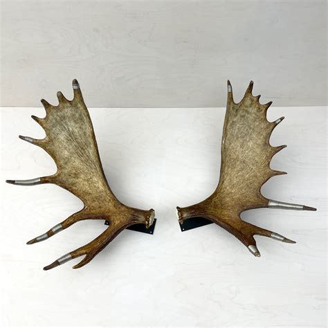 Moose Antler Wall Mounts – Farmhaus + Co