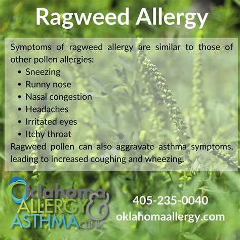 Ragweed Season is HERE | Oklahoma Allergy and Asthma Clinic