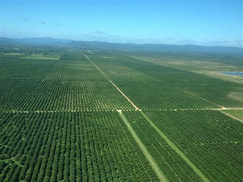 Agriculture In Belize