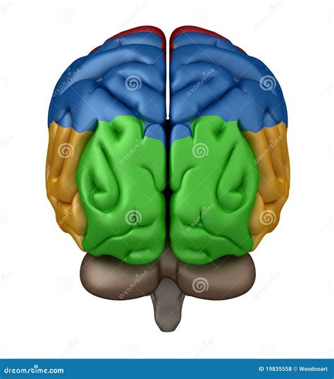 Brain Posterior View
