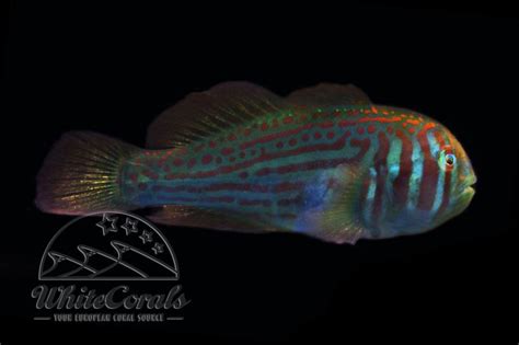 Gobiodon histrio - Broad-barred Goby - buy online
