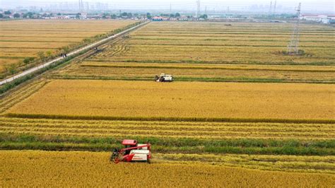 中国农民丰收节 | 基础设施提档升级 提升粮食生产能力_安义_建设_闵学