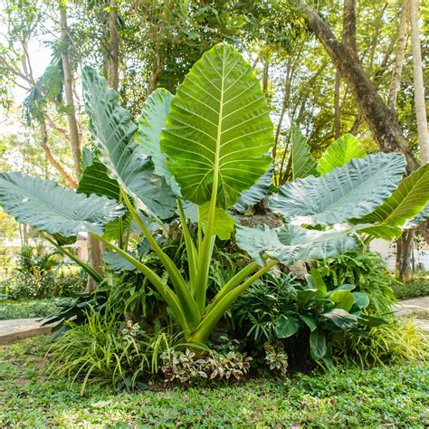 Plants To Grow With Elephant Ears at Merrill Lavallee blog