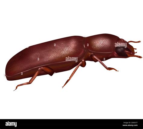 Red Flour Beetle