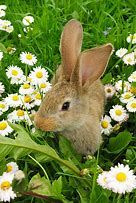 Image result for Cute Rabbit Art Festival