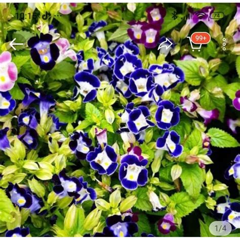 Image result for Bunga API Kucing