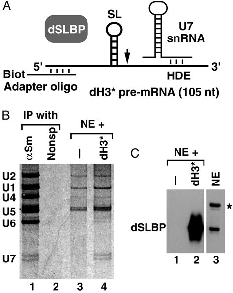 Cloning and characterization of the Drosophila U7 small nuclear RNA | PNAS