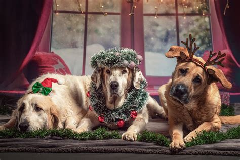 圣诞狗狗素材-圣诞狗狗图片-圣诞狗狗素材图片下载-觅知网