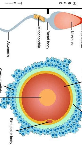 explain process of fertilisation in human being with flow chart ...