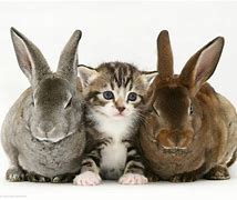 Image result for Baby Kittens and Bunnies
