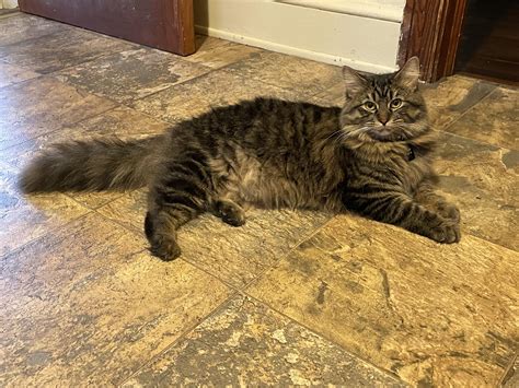 My 8 month old cat is close to 10 pounds. How much more can I expect ...