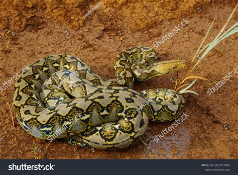 Reticulated Python 的图像结果