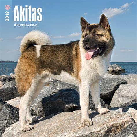 Buy Akitas 2018 Wall Calendar Book Online at Low Prices in India ...
