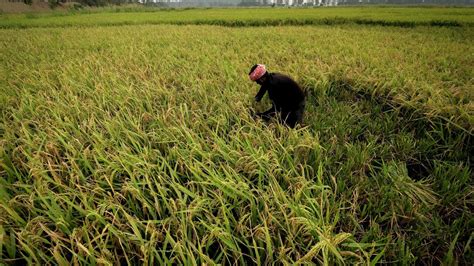 India's Rice Export Ban Strengthens Homegrown Food Security