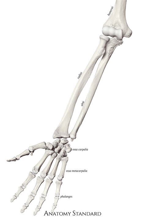 Bones of the Arm: Ulna