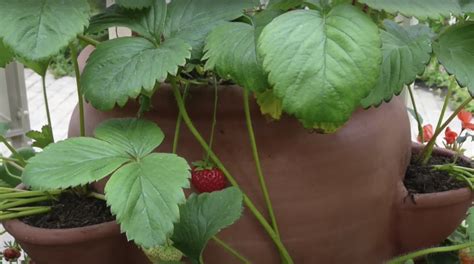 Best Strawberry Plants For Strawberry Pots at Rachel Vance blog