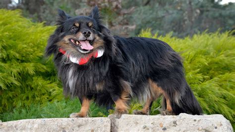 Black Papillon Dog