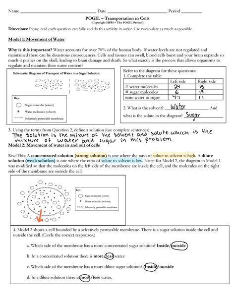 Transport In Cells Worksheet