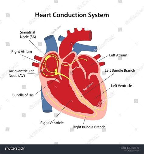 Cardiac Conduction System Steps