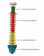 vertebral 的图像结果