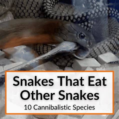 Snakes That Eat Other Snakes (10 Cannibalistic Species)