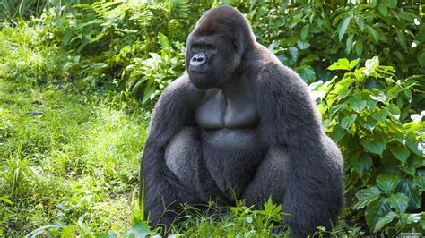 Muscular Silverback Gorilla