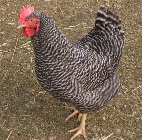 What is the Breed Standard of the Barred Plymouth Rock? | BackYard ...