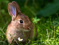 Image result for Found Baby Rabbits in Garden