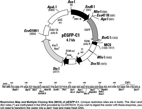 Pcambgfp Vector Map 的图像结果