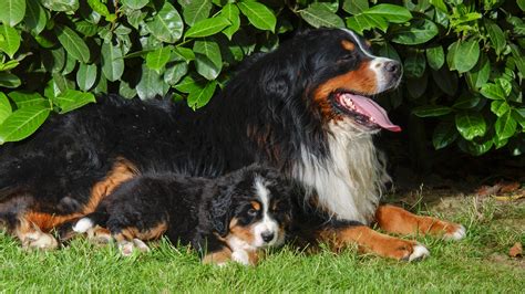 Bernese Mountain Dog Dogs