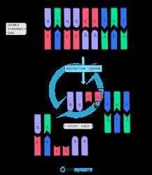 Genetic Modification - Biology for GCSE/IGCSE - Class 10 PDF Download