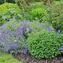 Image result for Bunnies with Flowers around the Neck