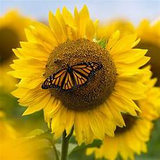 Sunflower Images by Sunflower Days 2018 Friends Of Pope Farm Conservancy Sunflower Images