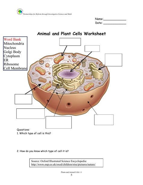 Animal Cell Worksheet Answer Key — db-excel.com