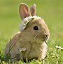 Image result for What Do Baby Rabbits Eat