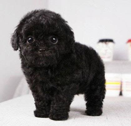 为什么都不愿意养黑色的泰迪犬，原来是这5个原因！_狗狗