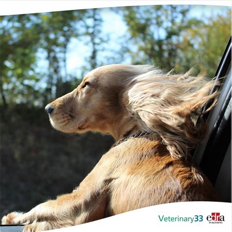 FDA approves first generic maropitant citrate tablets for use in dogs to prevent vomiting ...
