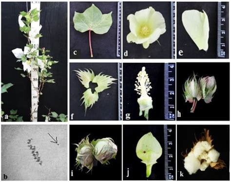 Features of Chromosome Introgression from Gossypium barbadense L. into ...