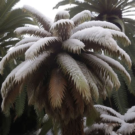 Sago Palm Winter Care: Essential Tips for Protection and Growth