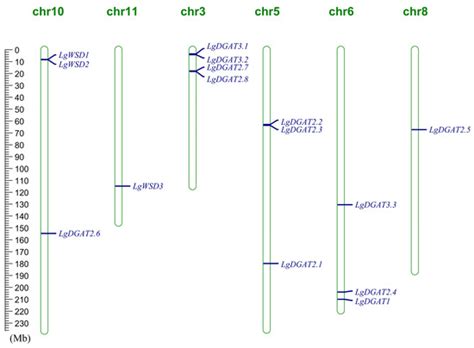 Genome-Wide Identification and Analysis of the DGAT Gene Family in ...