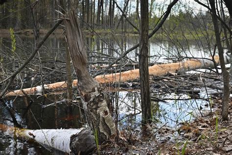 Trees gnawed by beavers | Premium Photo