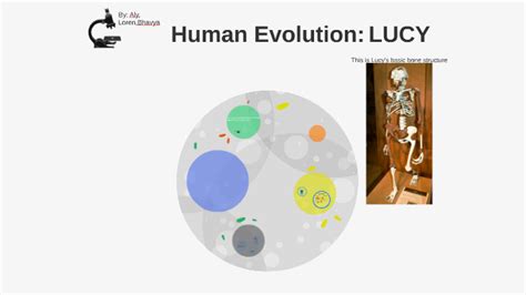 Image result for Lucy Evolution