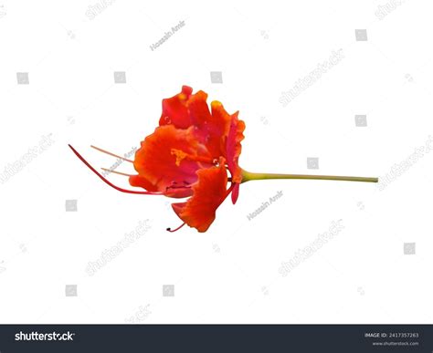 Leaves Flower Bark Seeds Caesalpinia Pulcherrima Stock Photo 2417357263 ...