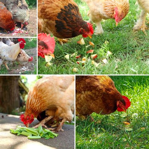 So, What Human Food Can Chickens Eat?