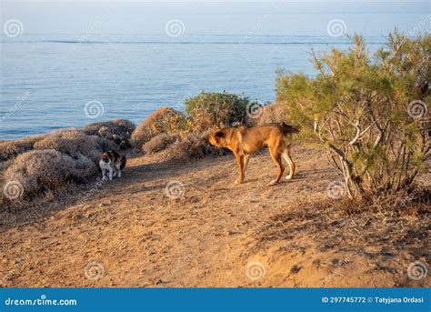 Stray Dog Attacks the Stray Cat. Crete, Greece Stock Photo - Image of ...