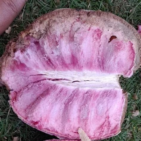 Hybrid Ilama Fruit Seeds - Tropical Violet - 5 Seeds – Floral Treasure