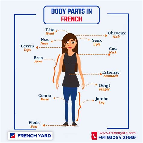 French Human Body Vocabulary: Learn the Names of Body Parts in French