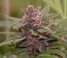 Purple Urkle Strain | buy purple urkle strain buy marijuana online Purple Urkle Strain | buy purple urkle strain buy marijuana online